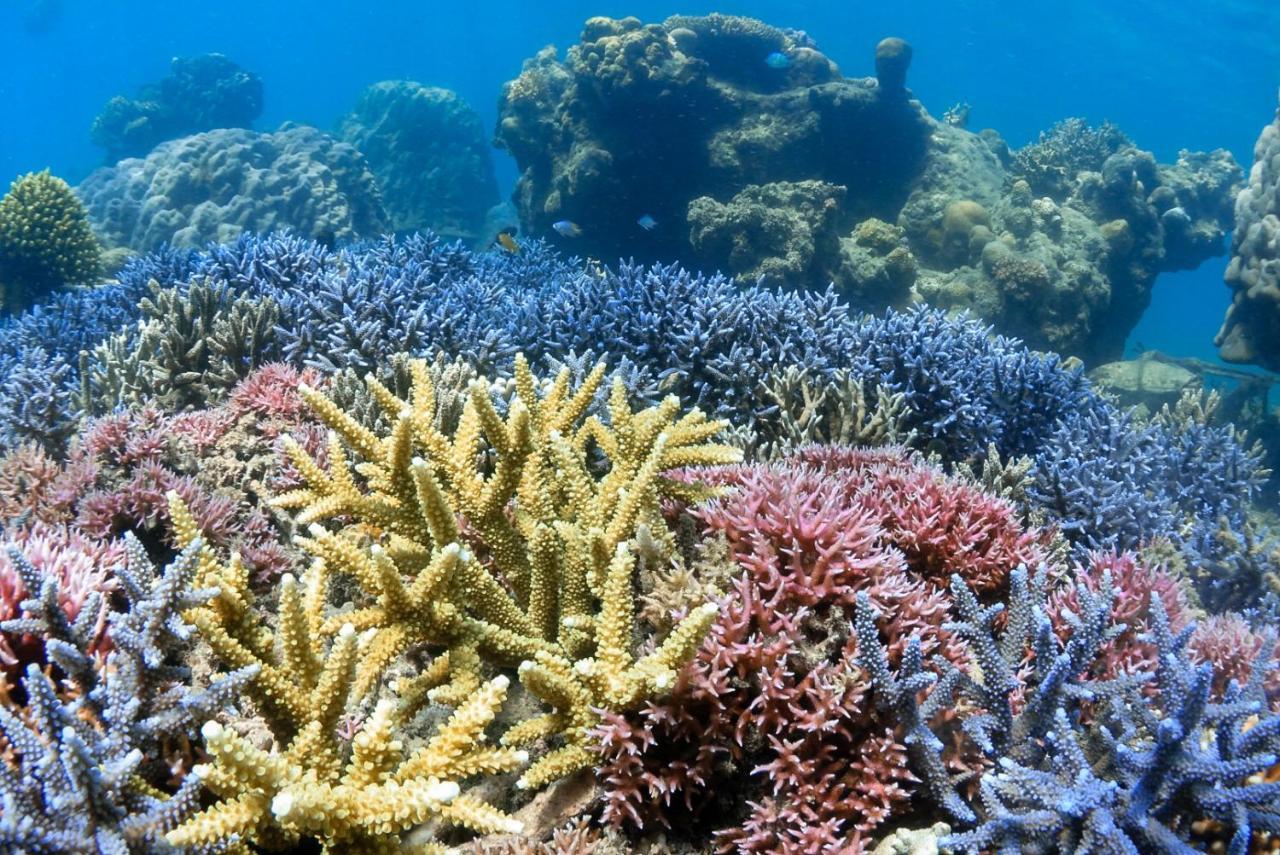 Alam Karang Hotel Gili Gede Luaran gambar