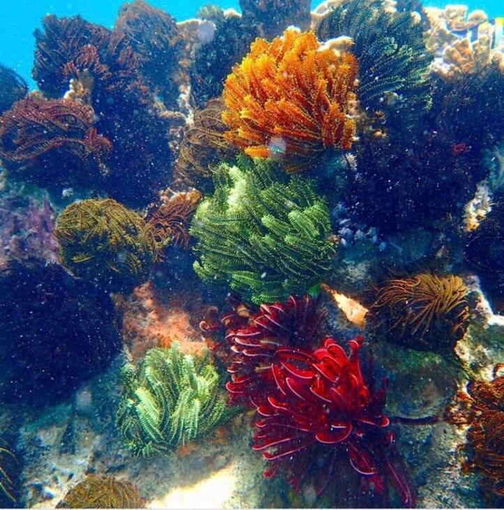 Alam Karang Hotel Gili Gede Luaran gambar